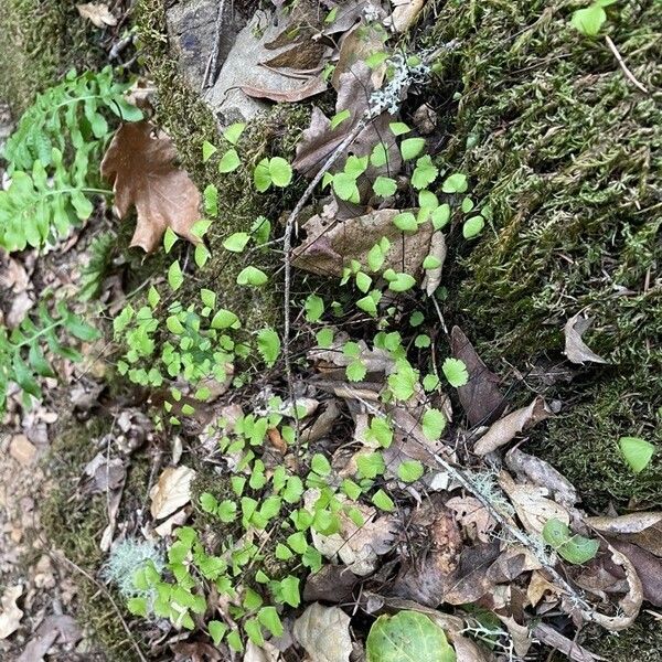 Adiantum jordanii List