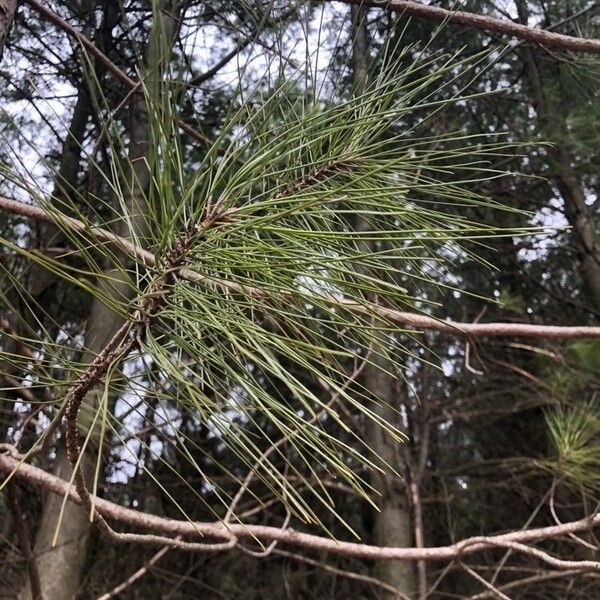 Pinus resinosa Yaprak