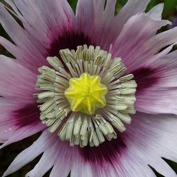 Papaver somniferum Flor