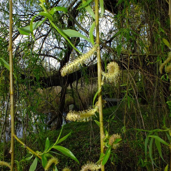 Salix alba ᱵᱟᱦᱟ