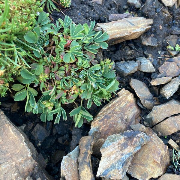 Sibbaldia procumbens Hoja