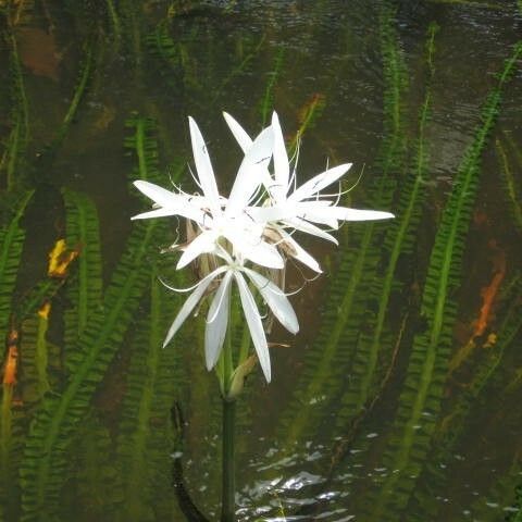 Crinum natans 其他