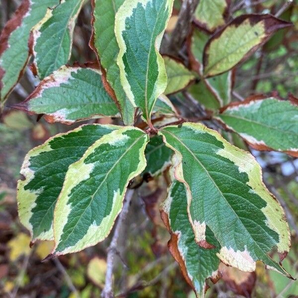 Weigela florida Leaf