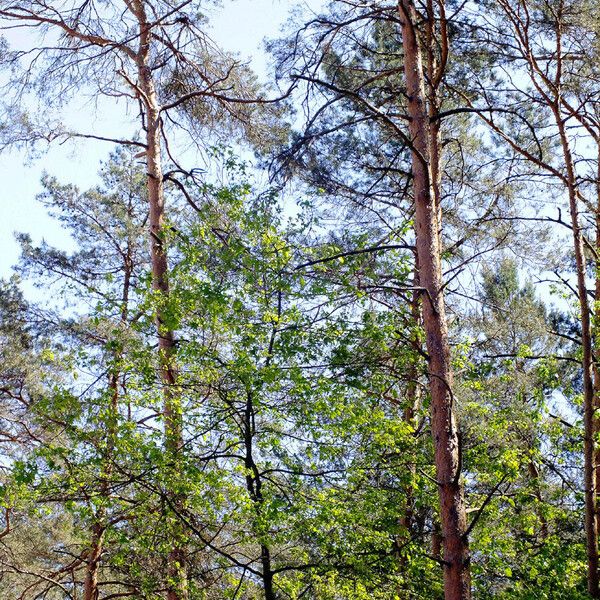 Pinus sylvestris Celota