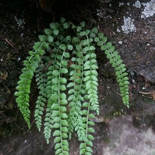 Asplenium viride Лист