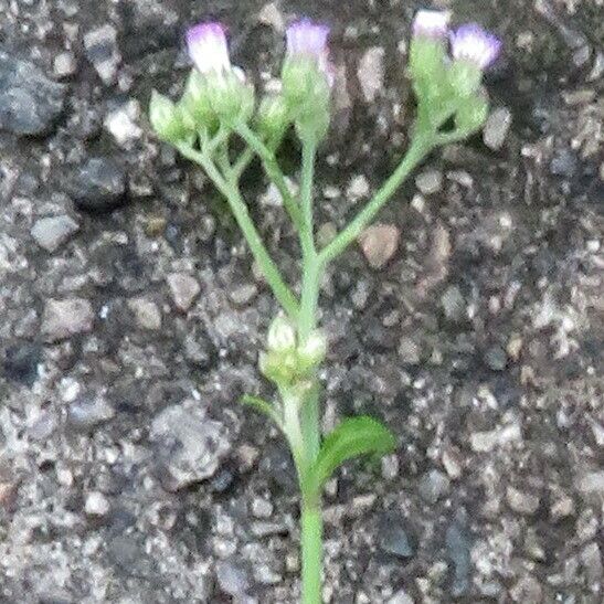 Emilia sonchifolia Květ