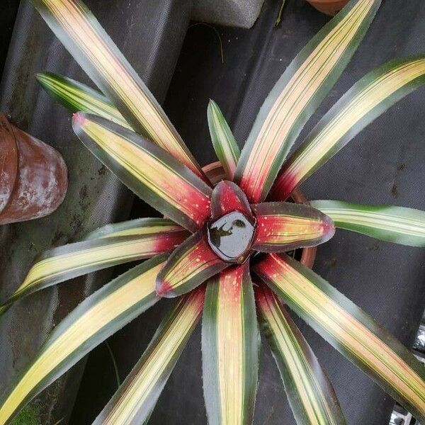 Neoregelia carolinae Характер