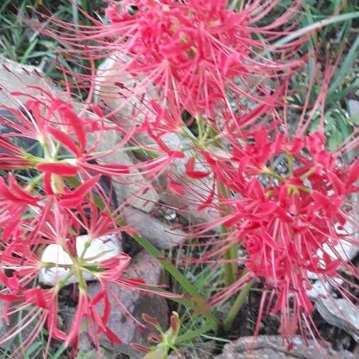 Lycoris radiata Õis