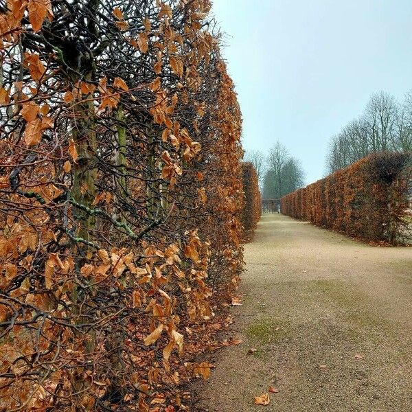 Carpinus betulus Habitat