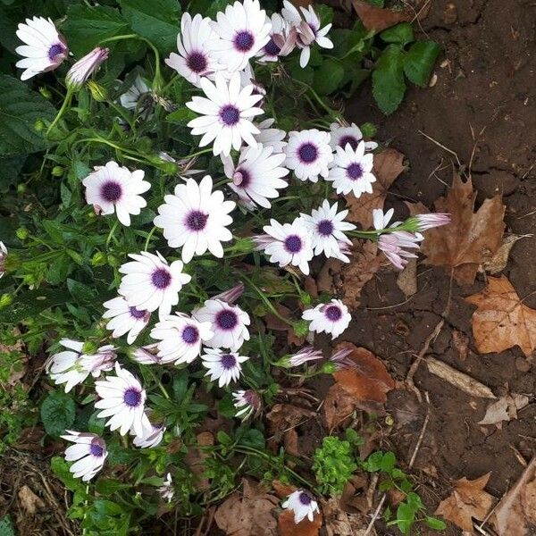 Osteospermum ecklonis Flower