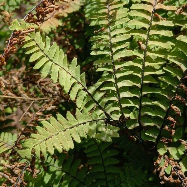 Adiantum pedatum 葉