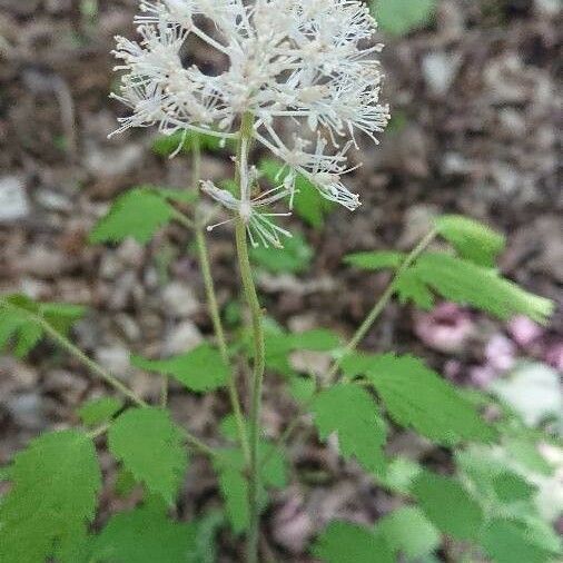 Actaea pachypoda Blomst