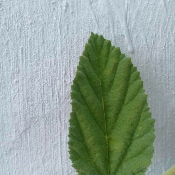 Waltheria indica Leaf