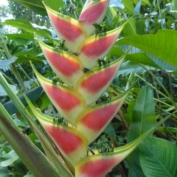 Heliconia wagneriana Blomst