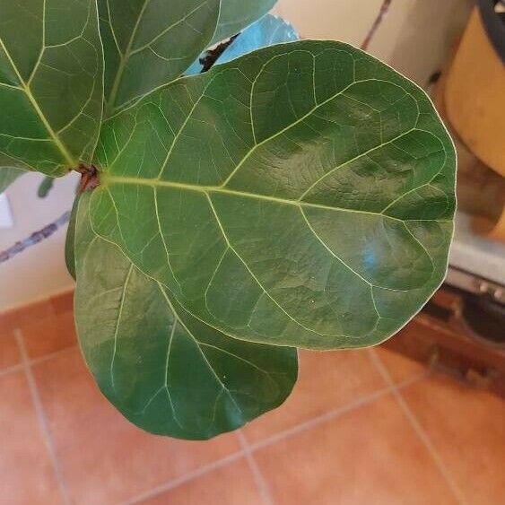 Ficus lyrata Φύλλο