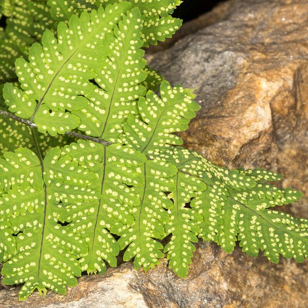 Gymnocarpium dryopteris Fruit