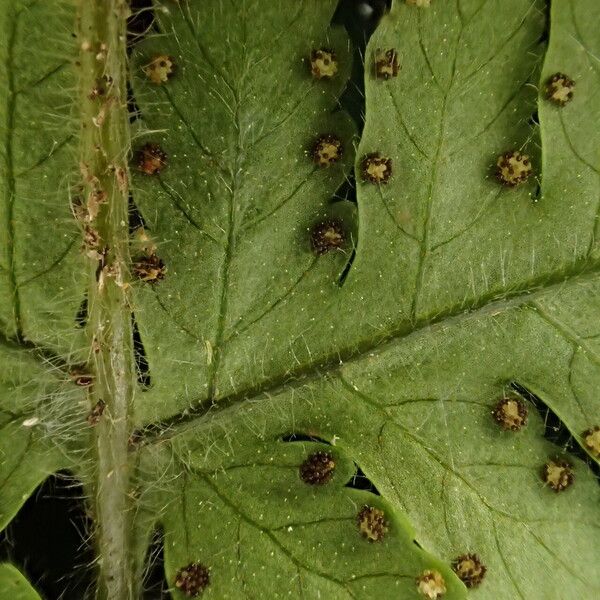 Parapolystichum barterianum Leaf