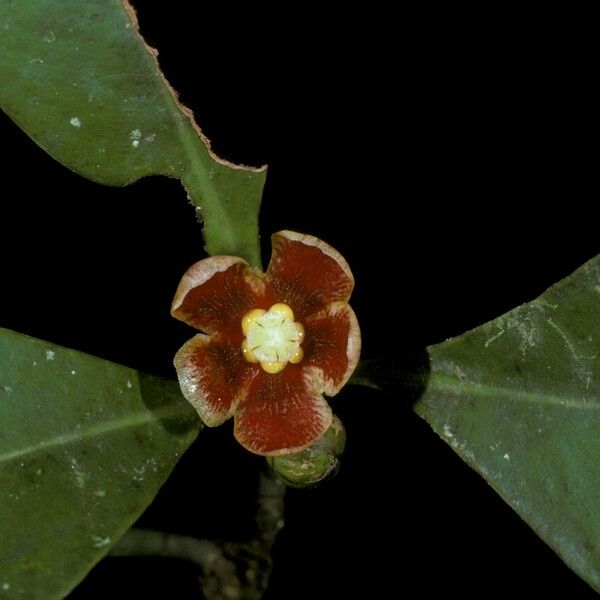 Clusia panapanari Flower