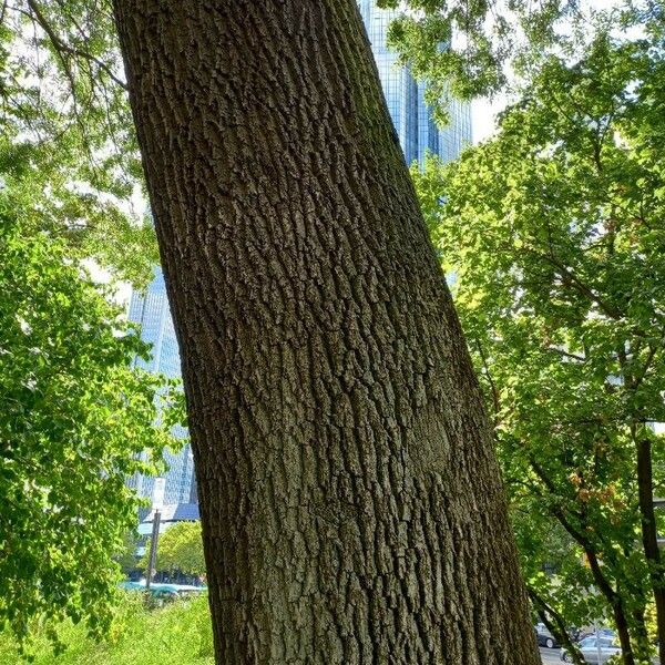 Fraxinus americana Kůra