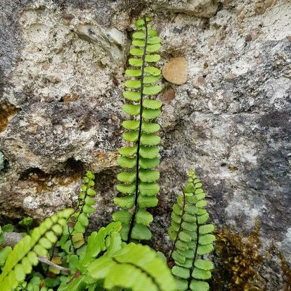 Asplenium trichomanes 叶