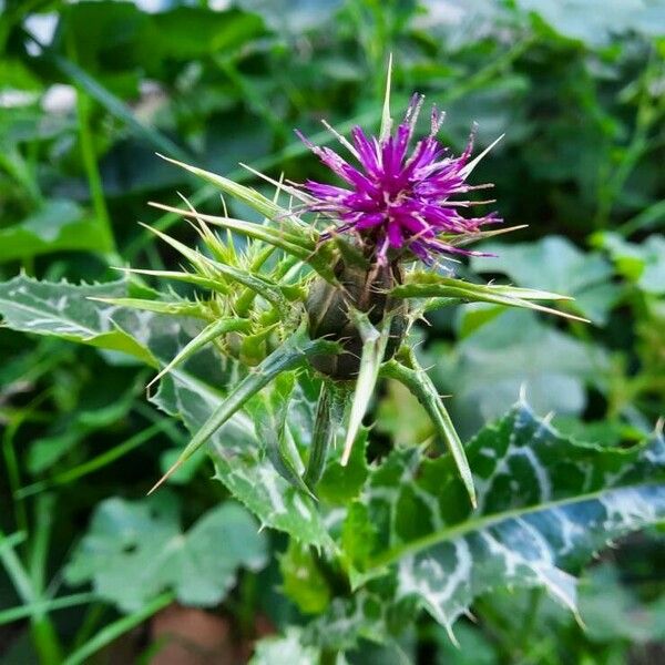 Silybum marianum Flor