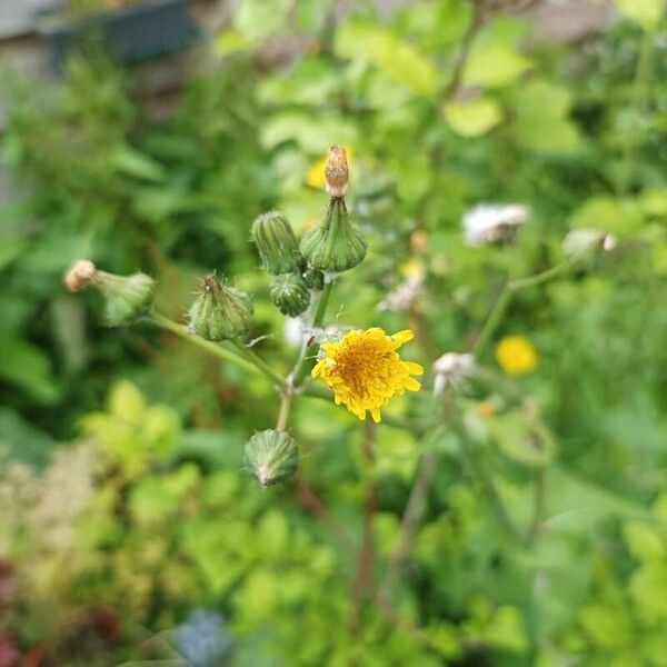 Sonchus oleraceus 花