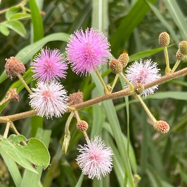 Mimosa albida Žiedas