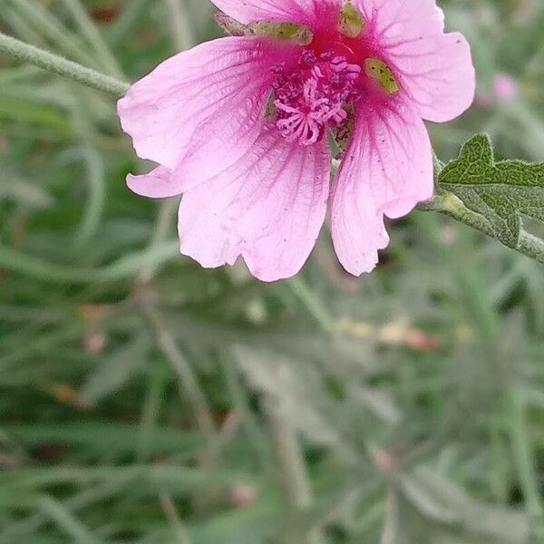 Althaea cannabina Blomma