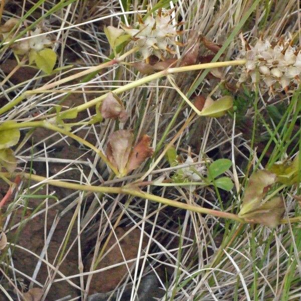 Trifolium spumosum Habitus