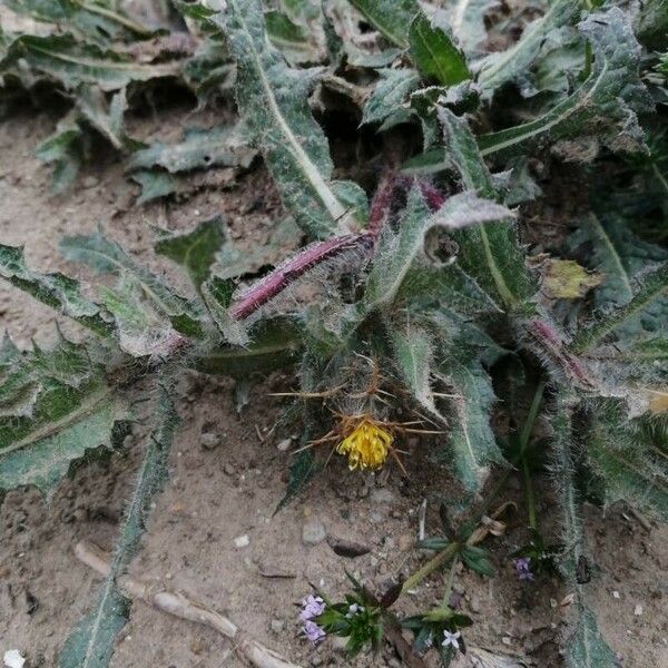 Centaurea benedicta Кветка