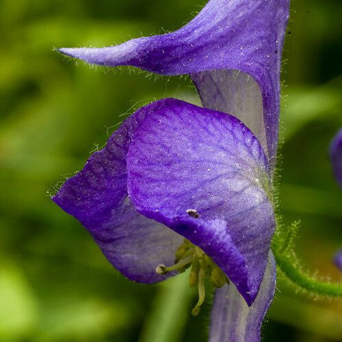 Aconitum columbianum Flower