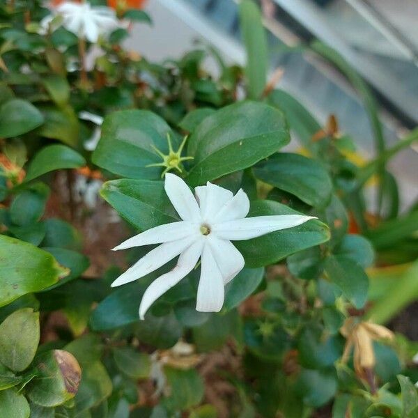 Jasminum multiflorum Virág