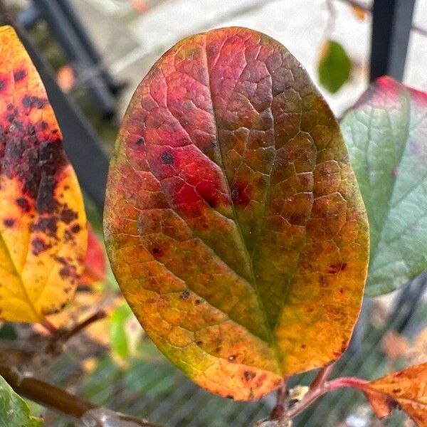 Cotoneaster acutifolius पत्ता