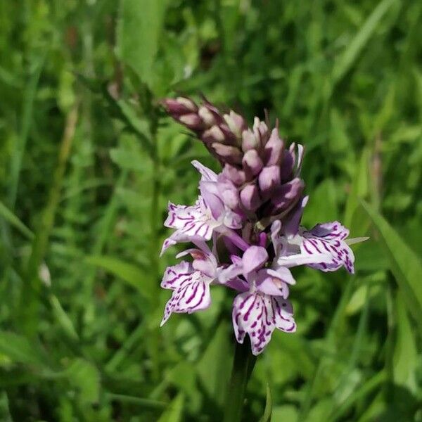 Dactylorhiza fuchsii Цветок