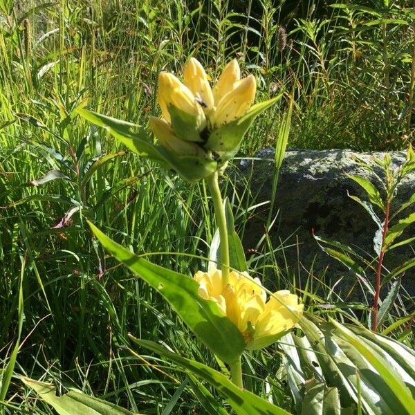 Gentiana punctata Flower