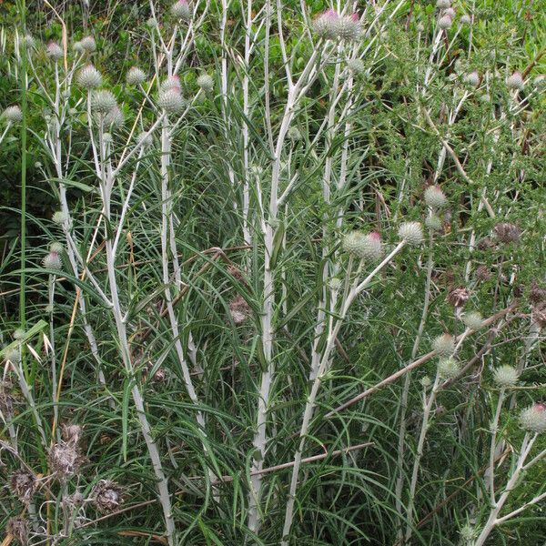 Ptilostemon stellatus Övriga