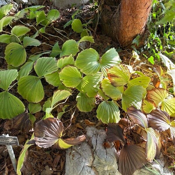 Cypripedium formosanum Leaf