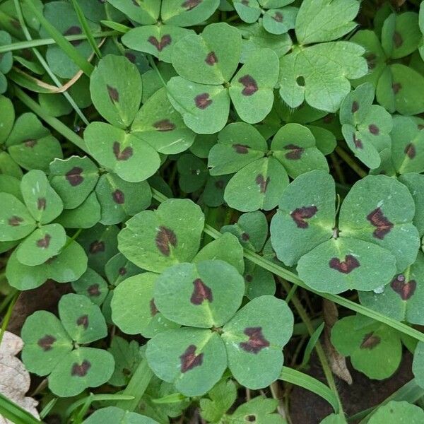 Medicago arabica Leaf