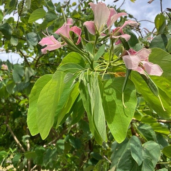 Bauhinia monandra Цвят