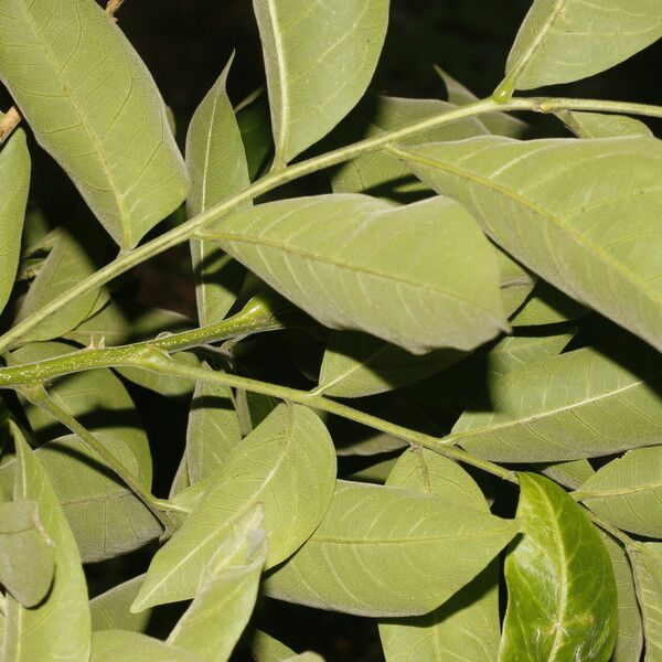 Sapindus saponaria Fruit