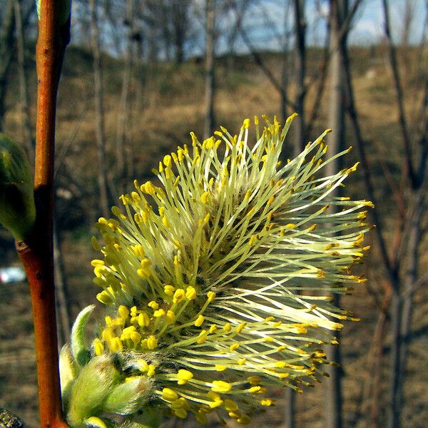 Salix caprea Flor