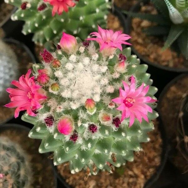 Mammillaria polythele 花