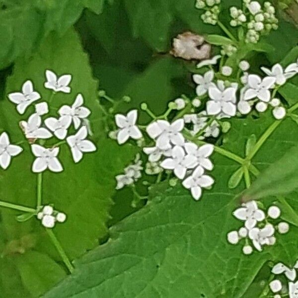 Galium palustre Цветок