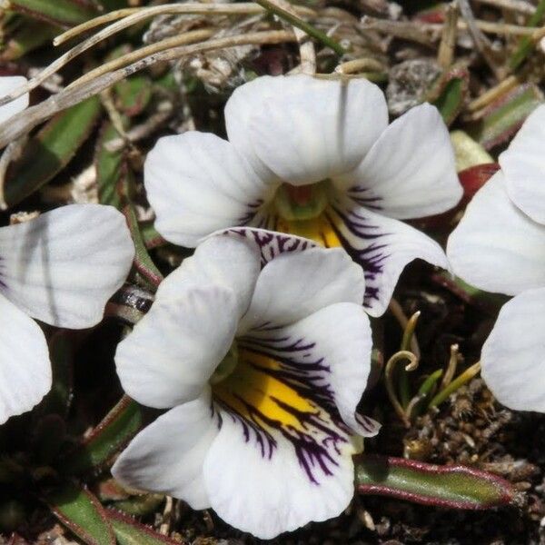 Viola pygmaea