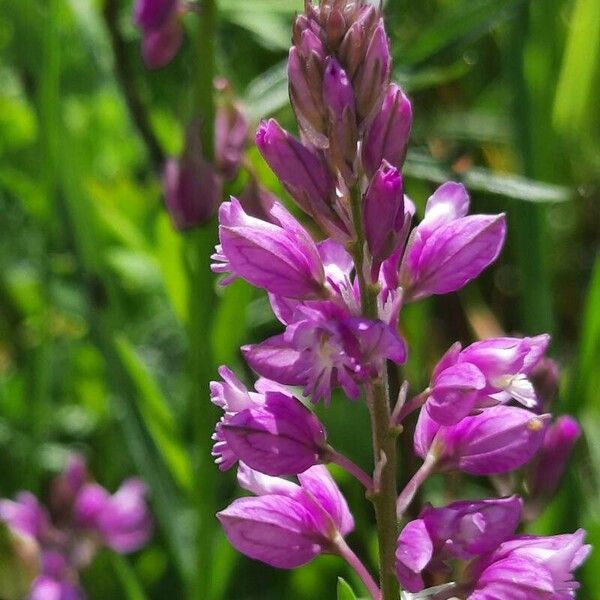 Polygala comosa 花