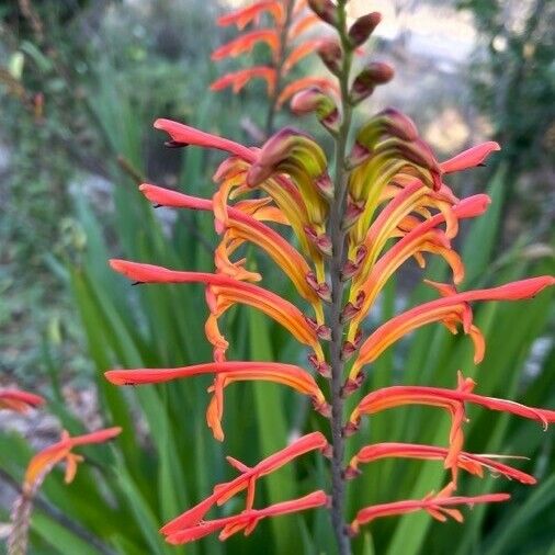 Chasmanthe aethiopica Flor