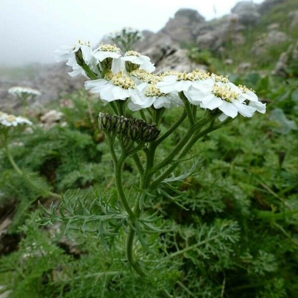 Achillea clusiana Kvet