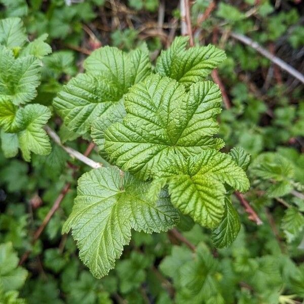 Ribes nevadense Levél