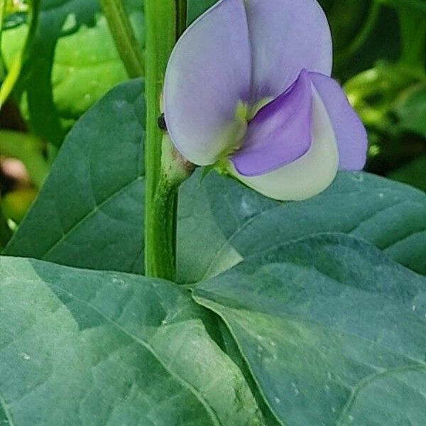 Vigna unguiculata Floro