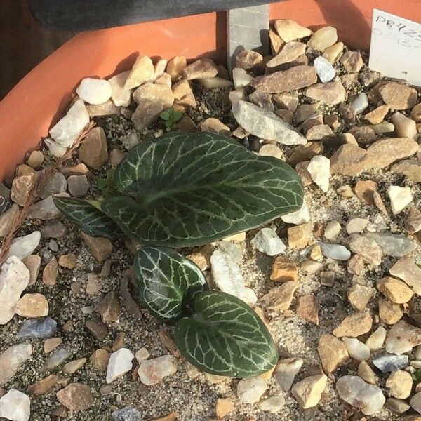 Arum pictum 整株植物